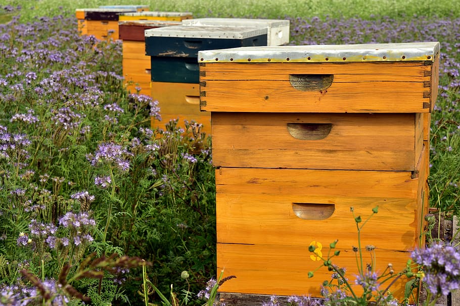 beehive, bees, bee keeping, beekeeping, honey, bee house, honey production