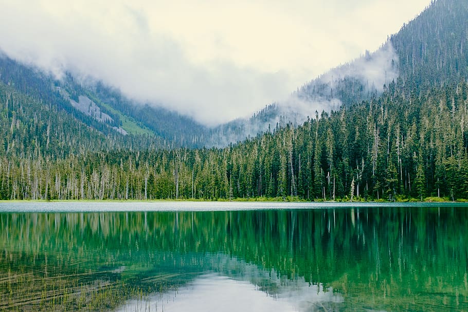 pine tree forest near lake, mountain, water, green, cloudy, fog HD wallpaper