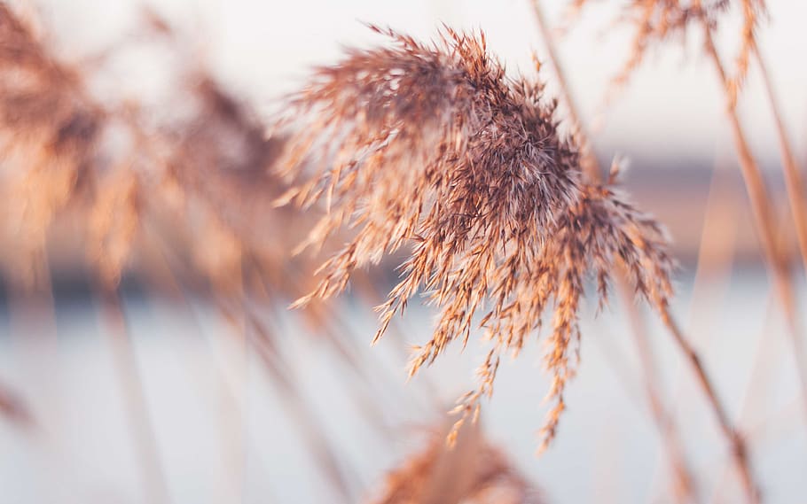 selective focus photography of brown plant, grass, lawn, reed