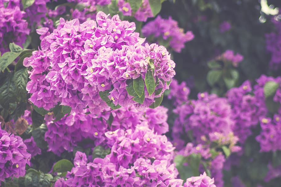 flowers, plants, tree, pink, green, nature, bougainvillea, branch HD wallpaper