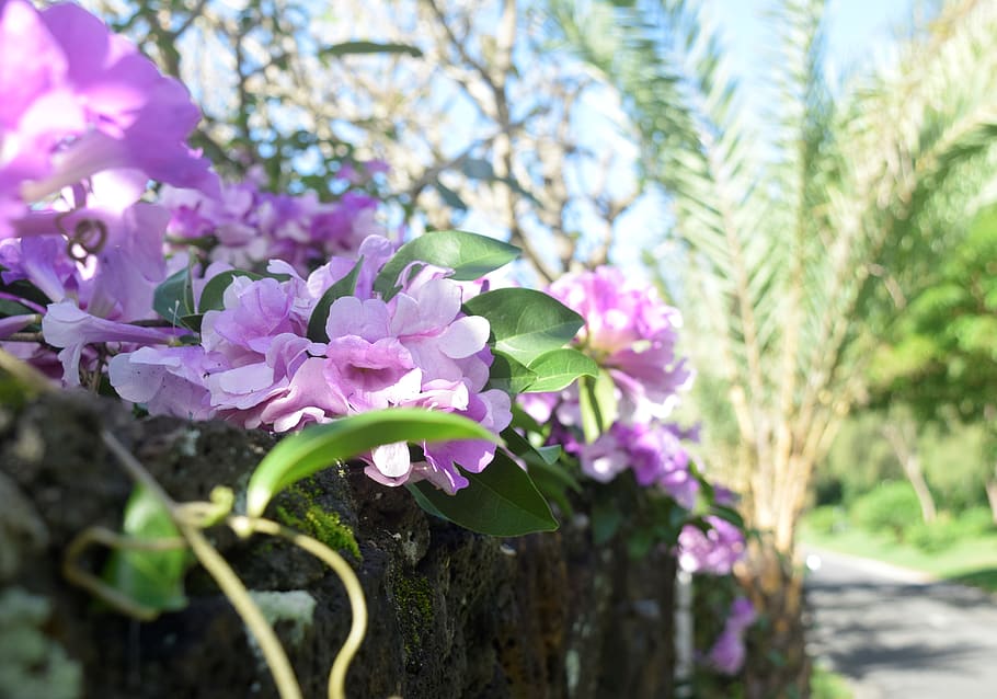 mauritius, vines, wall, flowers, trip, summer, nature, flowering plant HD wallpaper
