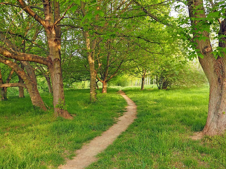 tree, maple, wood, leaf, green, nature, plant, grass, green color HD wallpaper