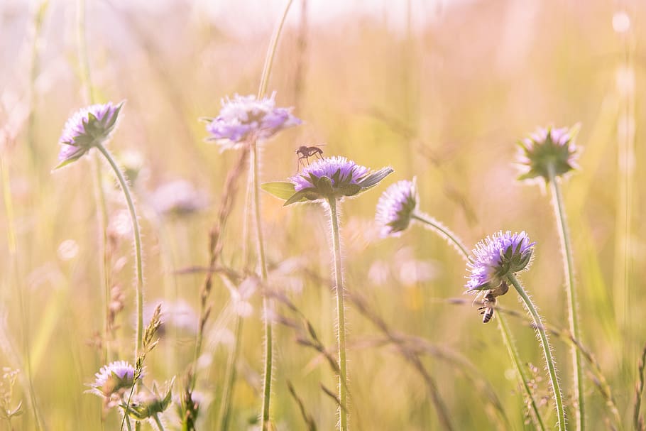 Purple Flower Field, bloom, blossom, flora, flowers, grass, HD wallpaper HD wallpaper