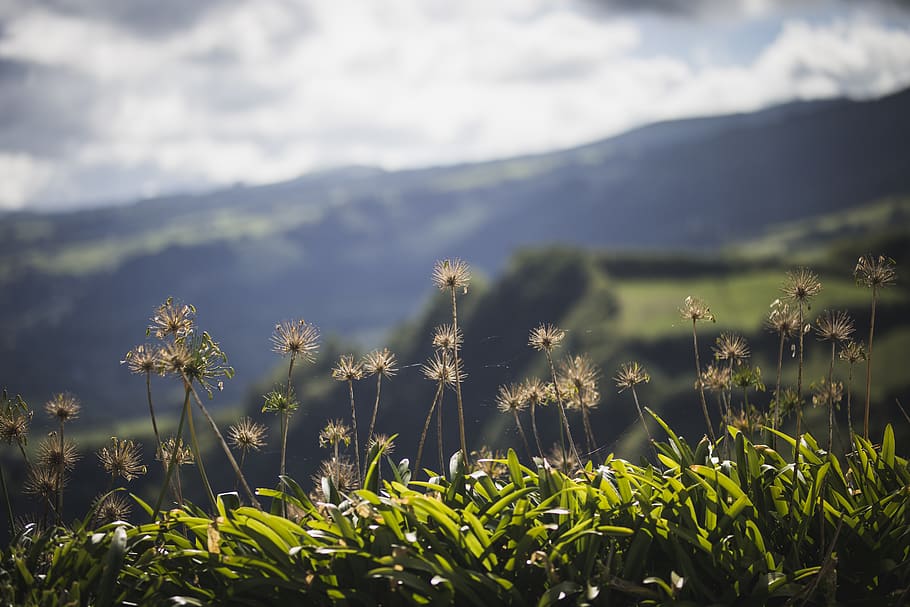 grass, plants, landscape, mountain, hills, growth, beauty in nature HD wallpaper