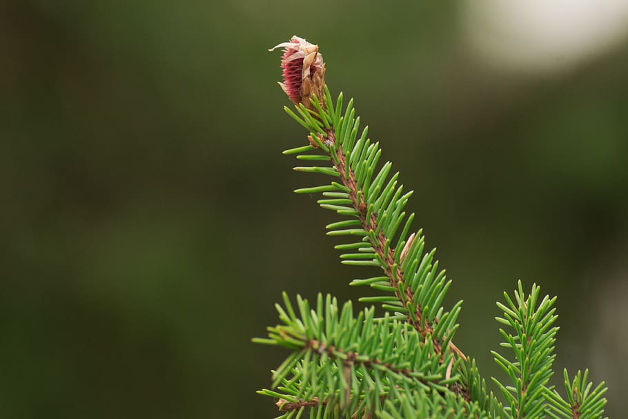 nature, spruce, trees, green, evergreen, plant, growth, green color, HD wallpaper