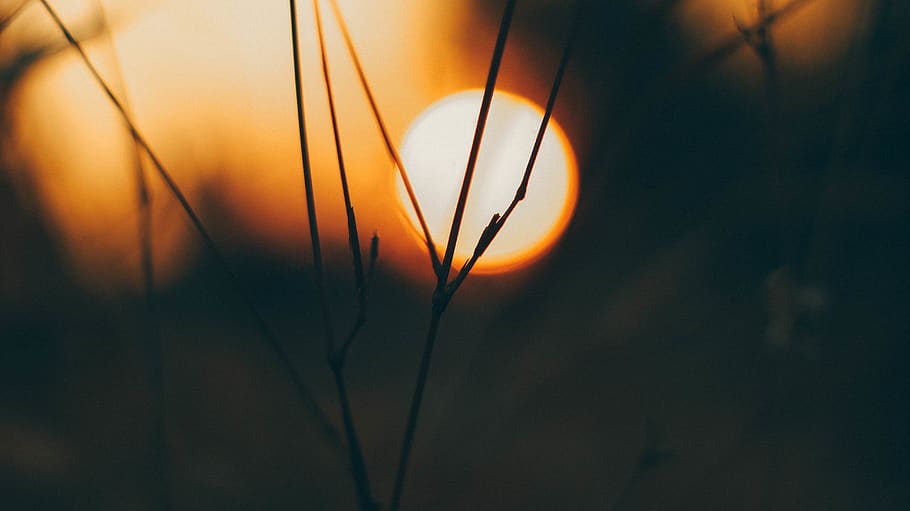 sunset, orange, red, 50mm, orange color, sky, nature, plant HD wallpaper