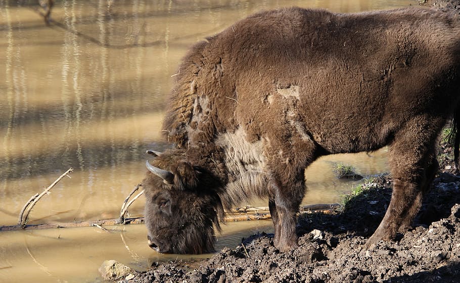 wisent, buffalo, animal, massive, imposing, wild animals, brown HD wallpaper