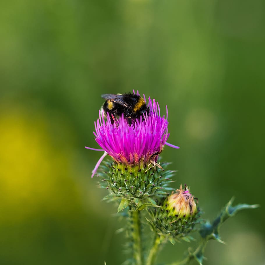 bee, glean, insect, nature, flower, close up, flowering plant HD wallpaper