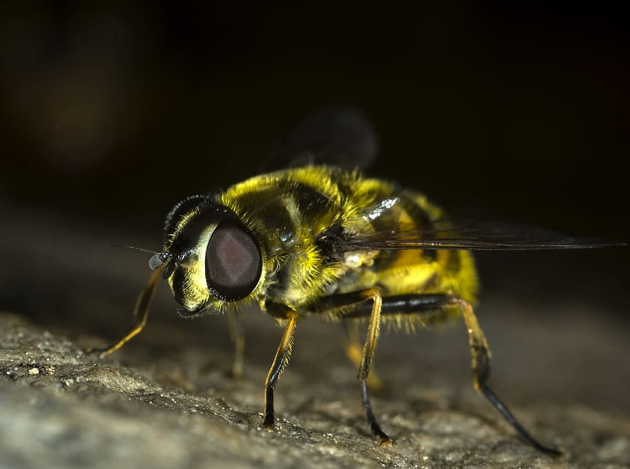 Yellow and Black Bee in Close-up Photography, bug, compound eye HD wallpaper