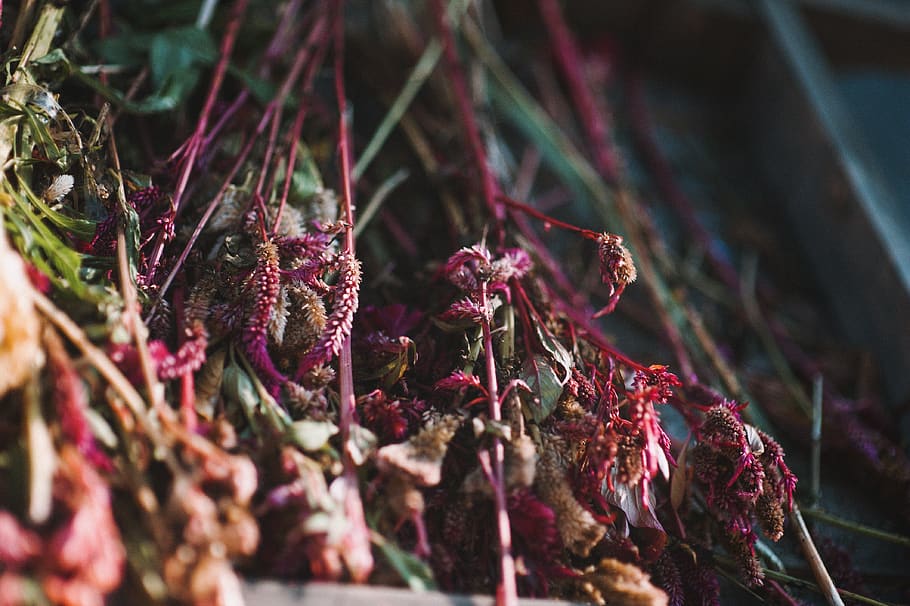 georgia, batumi, plant, growth, close-up, selective focus, flowering plant HD wallpaper