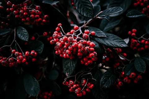 red berries view, plant, food, fruit, istanbul, blueberry, leaf HD wallpaper