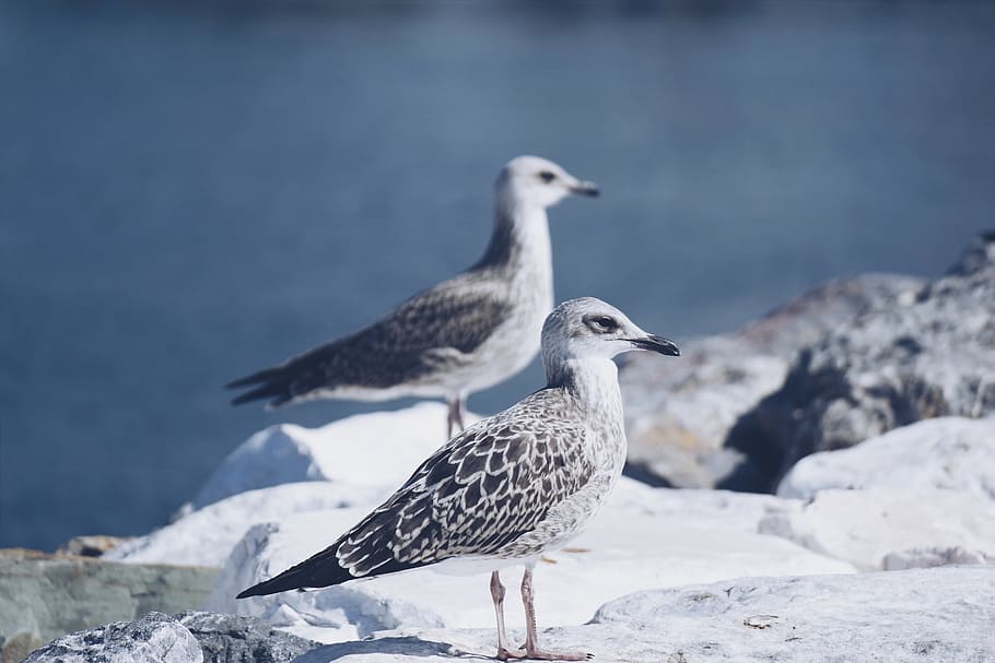 Two White Birds , animals, macro, seagulls, wildlife, animal wildlife HD wallpaper