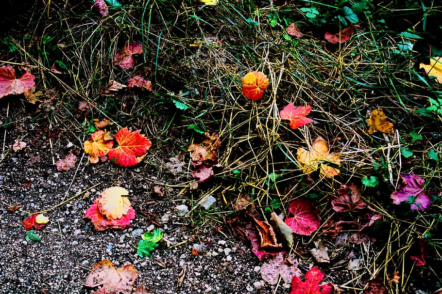 france, saint-antonin-noble-val, forest, nature, autumn, plant, HD wallpaper