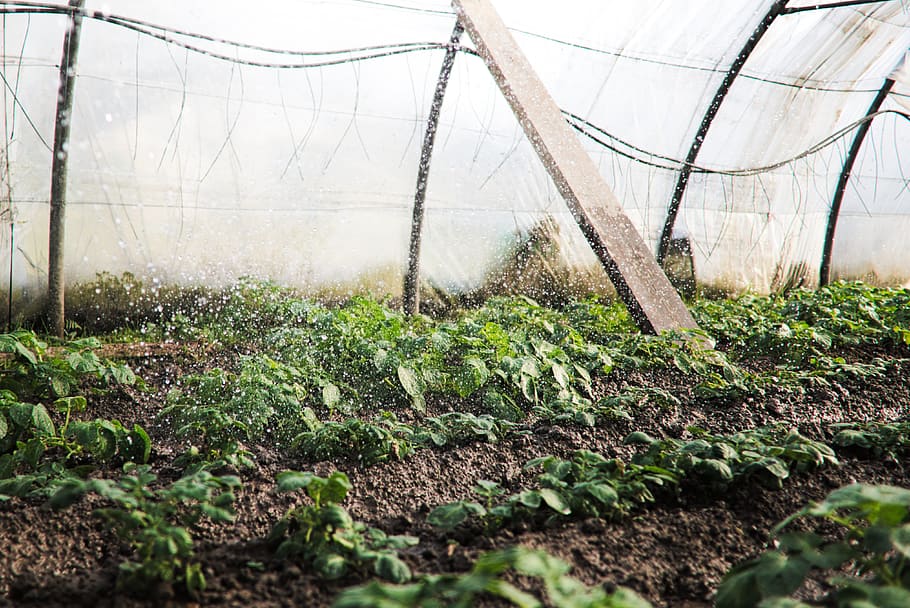 green plants, growth, greenhouse, nature, plant nursery, no people HD wallpaper