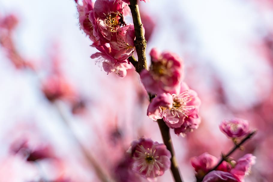 plant, nanjing, china, blossom, flower, cherry blossom, pollen, HD wallpaper