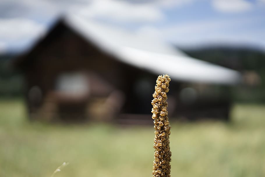 greer, cabin, arizona, focus on foreground, day, no people HD wallpaper