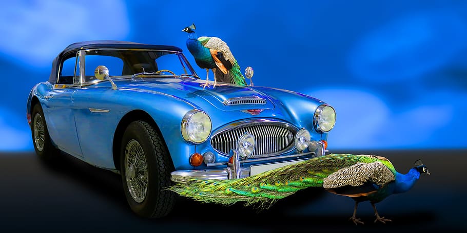 traffic, auto, oldtimer, austin, blue, sports car, animals HD wallpaper