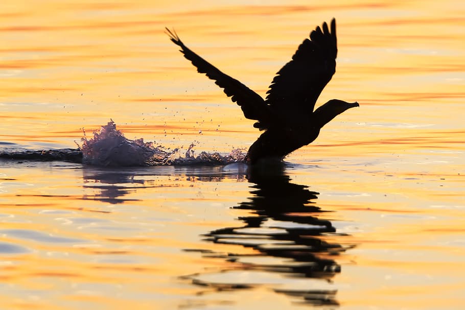 cormorant, duck, water, animal themes, animal wildlife, animals in the wild HD wallpaper