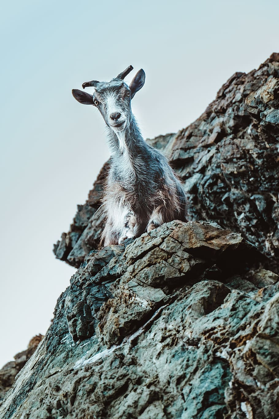white and gray goat on rock formation at daytime, greece, samothrace, HD wallpaper