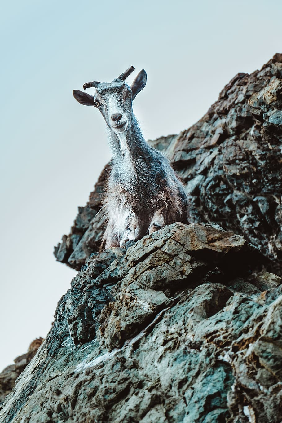 white and gray goat on rock formation at daytime, greece, samothrace HD wallpaper