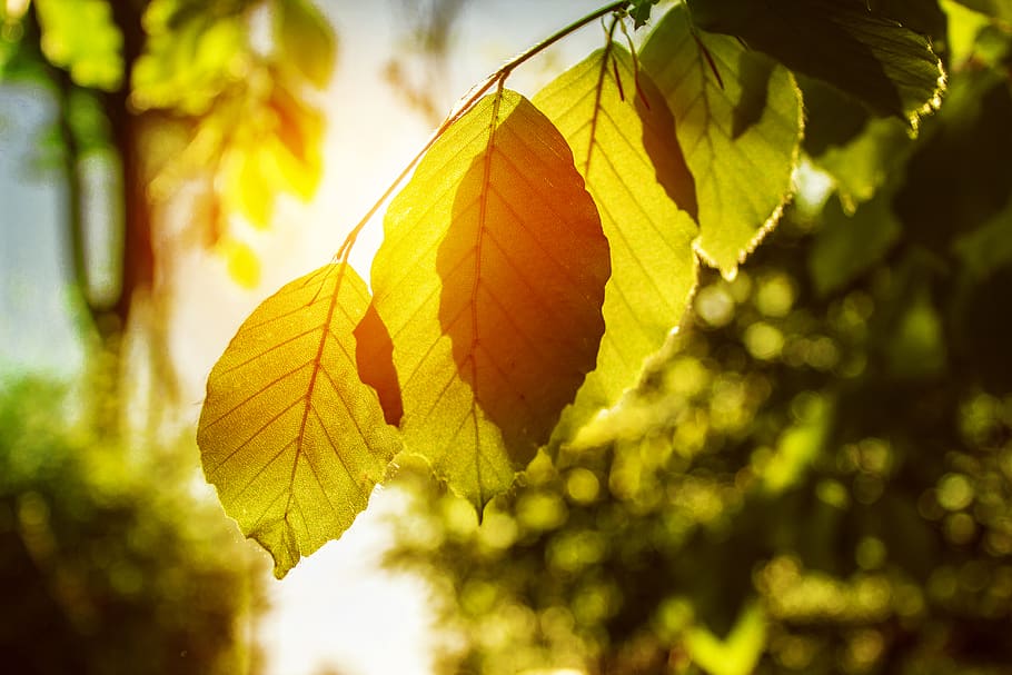 germany, leaf, summer, light, sunset, tree, beautiful, scenery HD wallpaper