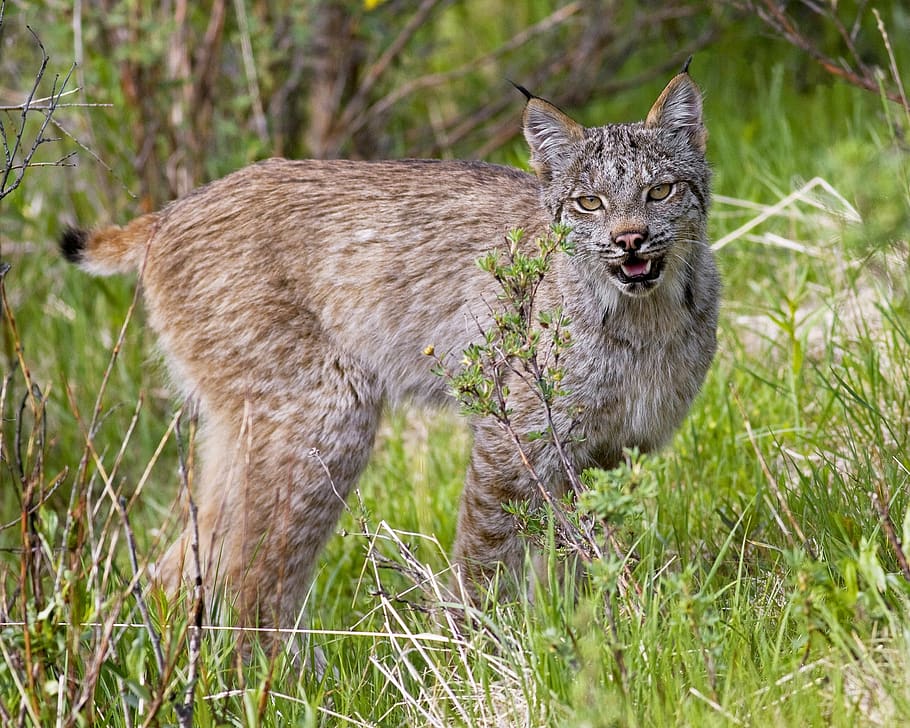 lynx, cat, predator, wild, hunter, feline, outdoors, animal HD wallpaper