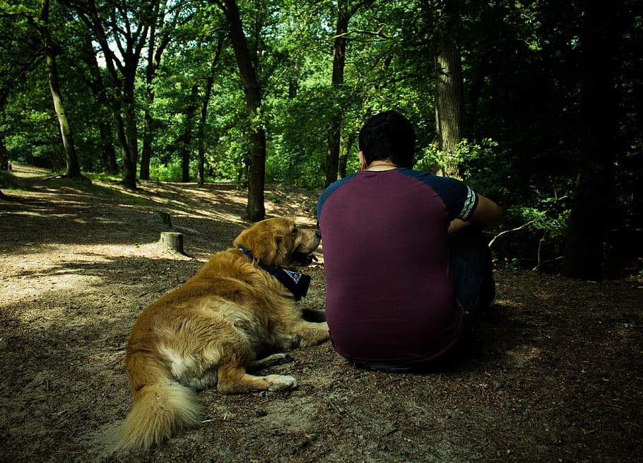 same, together, dog, love, goldenretriever, people, watching HD wallpaper