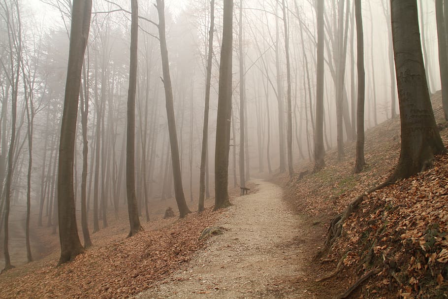 fog, trail, forest, fall, tree, land, plant, trunk, tree trunk HD wallpaper