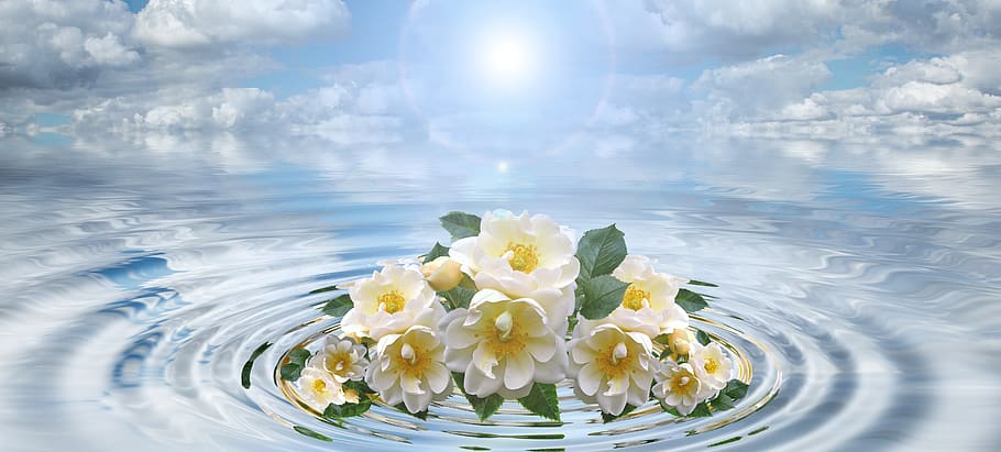 wave, flower, bouquet, concentric, waves circles, water, rings HD wallpaper
