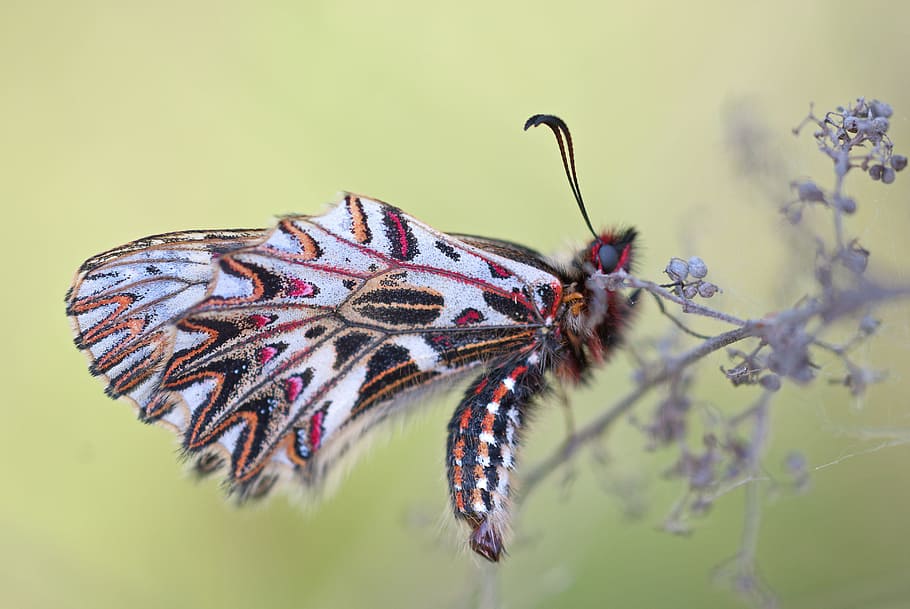 White Black and Pink Butterfly, animal, bug, close up, close-up view HD wallpaper