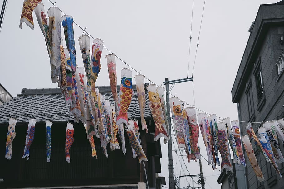 Assorted-color Carp Streamers, festival, hanging, hung, japan, HD wallpaper