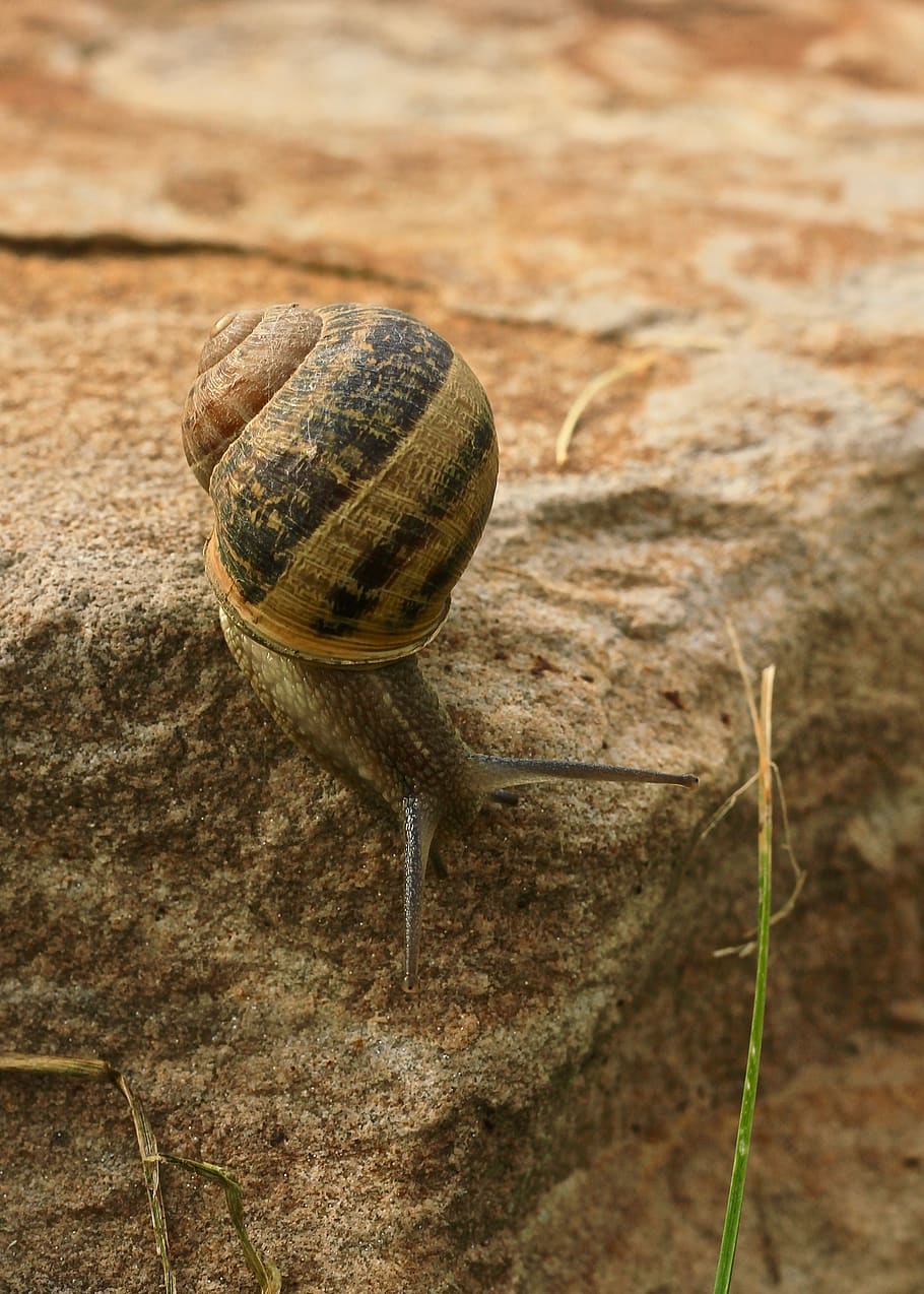 snail, animal, nature, shell, slowly, crawl, small, animal wildlife HD wallpaper