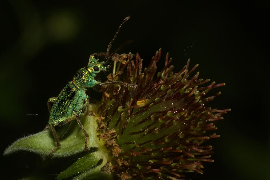 black and green fly, one animal, animals in the wild, animal wildlife HD wallpaper