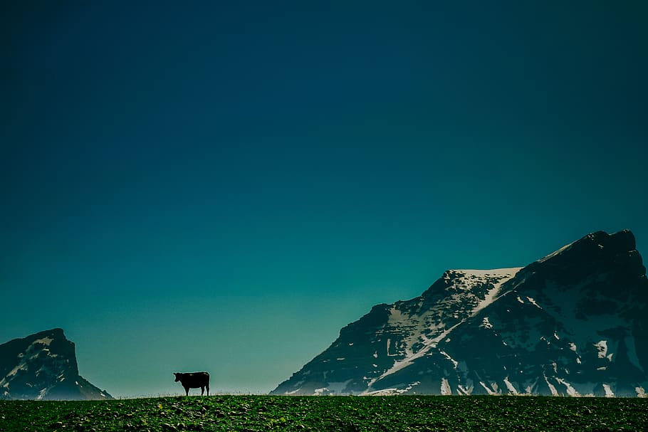 mountain range, cow, grass, sky, composed, blue, nature, copy space HD wallpaper