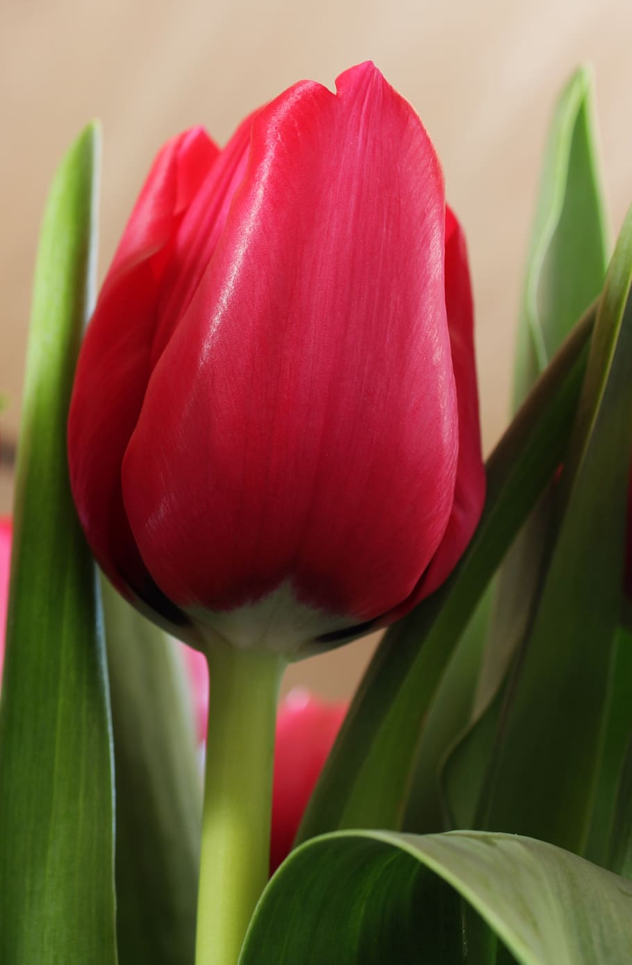 red, tulip, spring, green flower, nature, flowers, bulbs, netherlands HD wallpaper