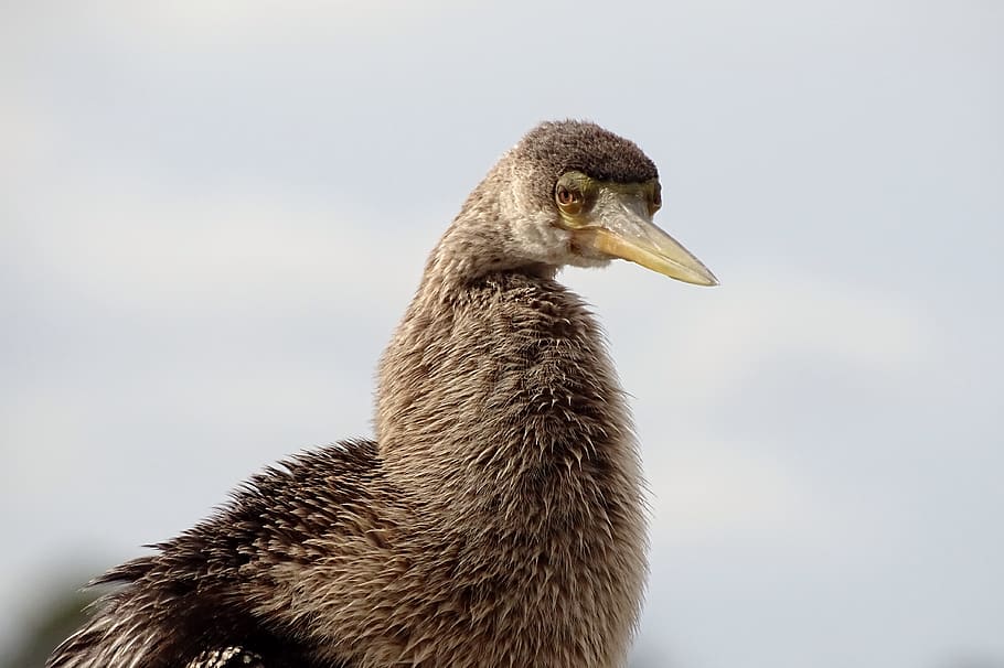 brown bird facing sideways, animal, anhinga, beak, waterfowl HD wallpaper