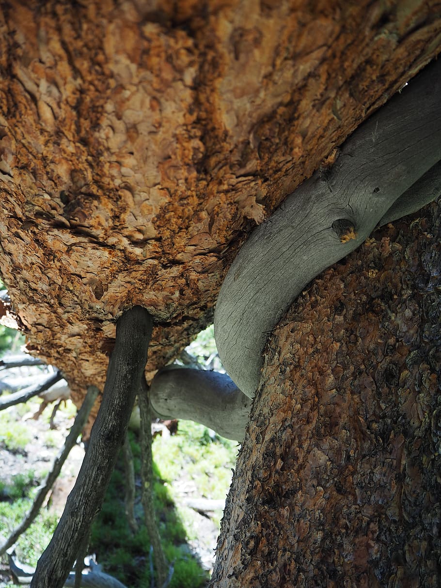 tree, bark, red, hiking, nature, forest, brown, trees, camping HD wallpaper