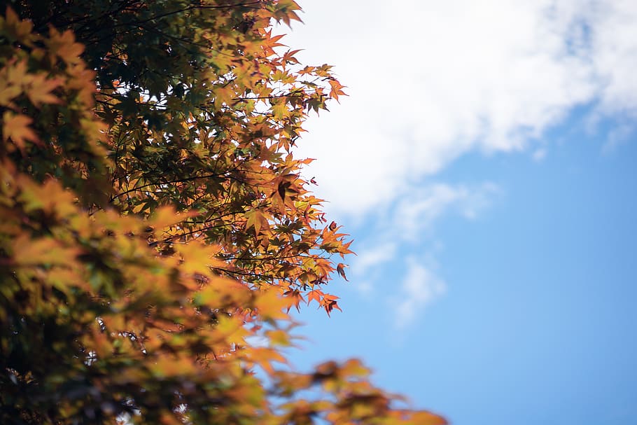tree, blue, sky, japan, maple leaves, kyoto, plant, growth HD wallpaper