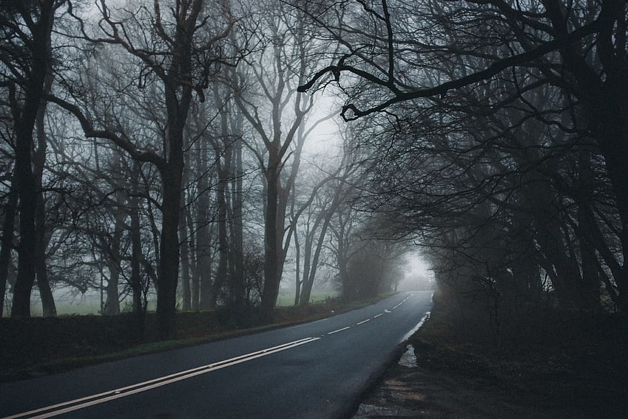 Asphalt Road Between Tall Trees, branches, dawn, environment HD wallpaper