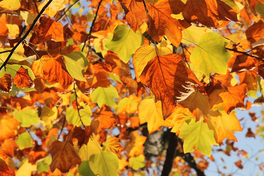 sheet, leaves, tree, autumn, already covered, brown, yellow HD wallpaper