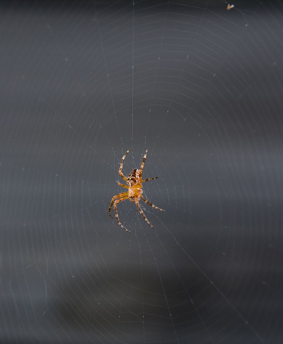 spider, insect, cobweb, nature, plant, animal, macro, arachnid HD wallpaper