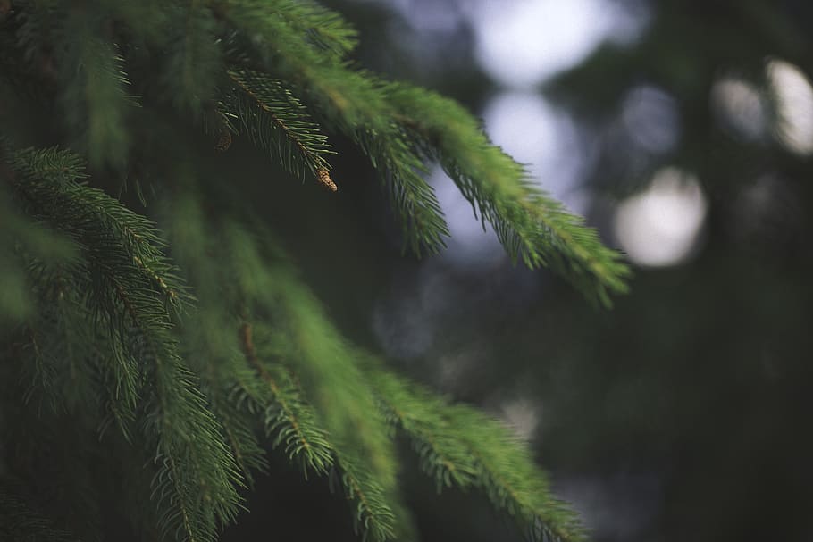 green, mountain, trees, pin, forest, macro, nature, plant, green color HD wallpaper