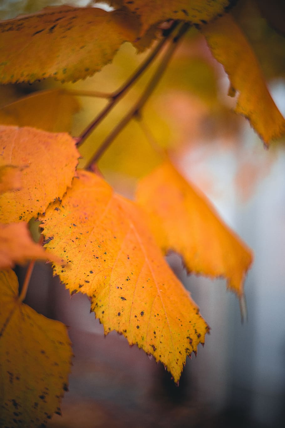 trees, leaves, leaf, autumn, yellow, brown, plant part, orange color HD wallpaper