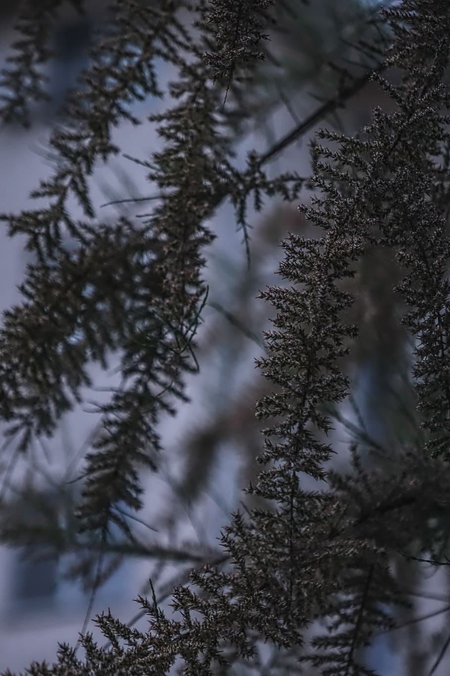 dusk, night, nature, tree, flowers, dark, bokeh, plant, snow HD wallpaper