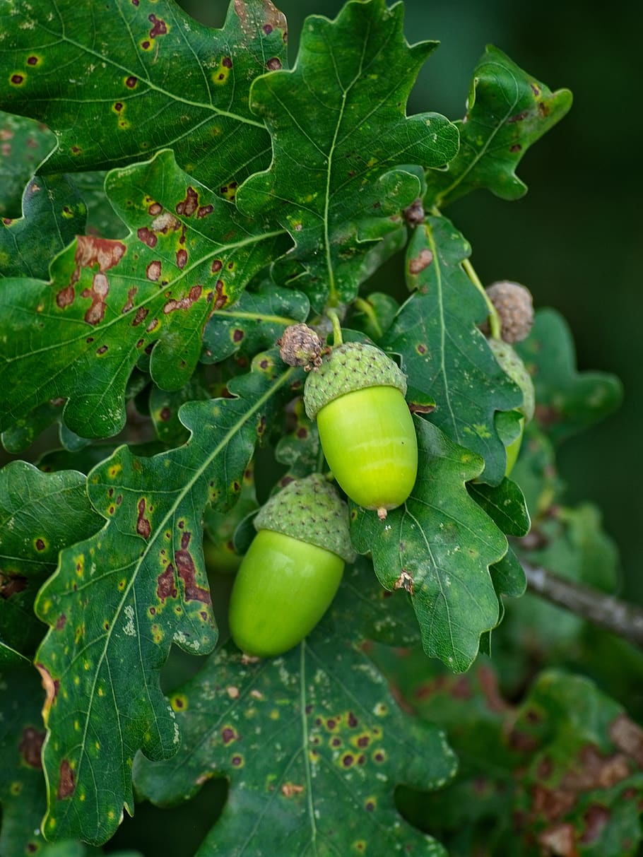 acorn, green, fruit, oak, leaves, branch, oak leaves, acorns HD wallpaper