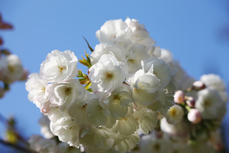 white flowers, spring, bloom, nature, sky, blue sky, garden HD wallpaper