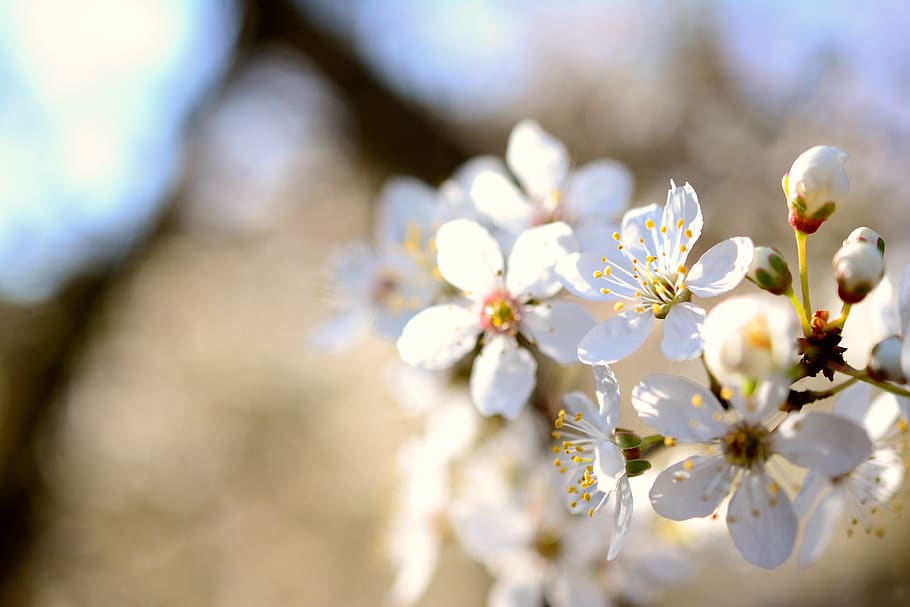 cherry plum, tree blossoms, white flowers, spring, bloom, nature HD wallpaper