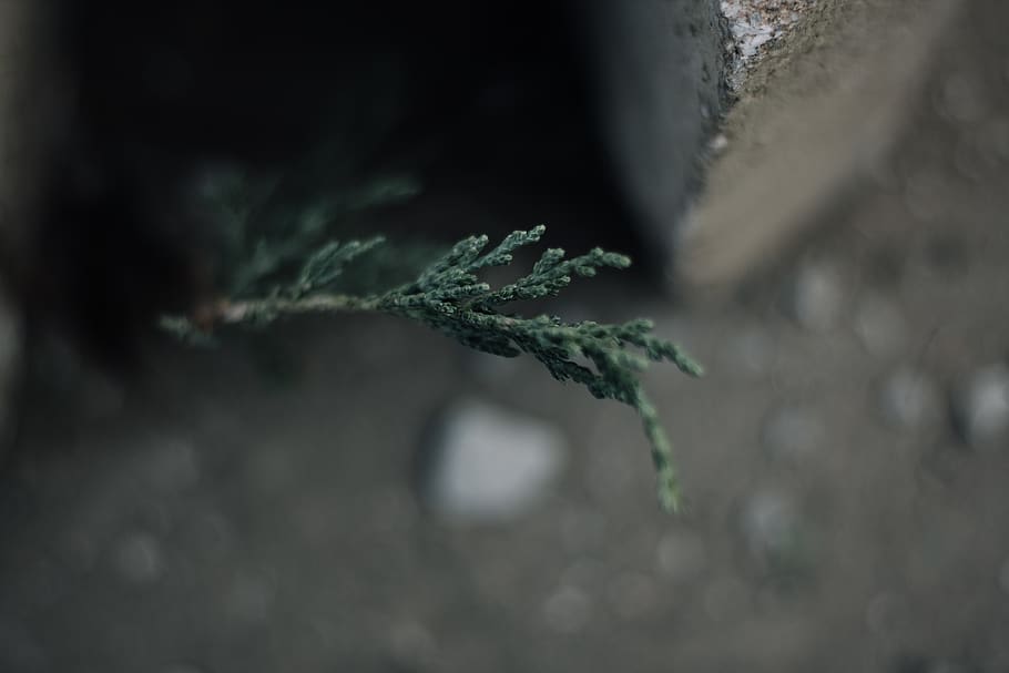 close, green, life, fall, autumn, simple, indiana, plant, selective focus HD wallpaper