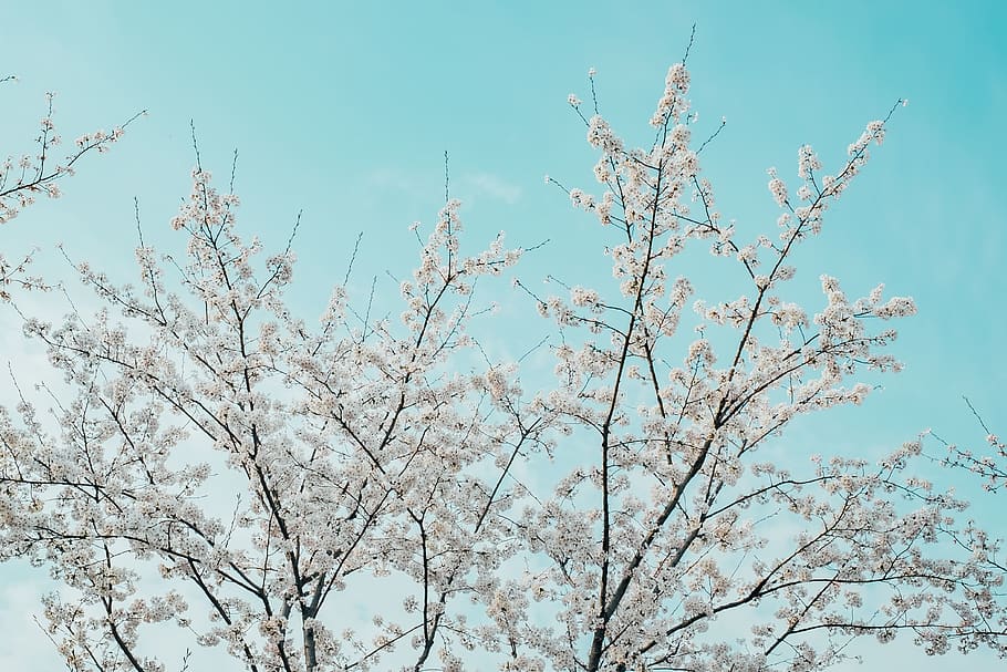white flowering tree during day time, plant, sky, beauty in nature HD wallpaper