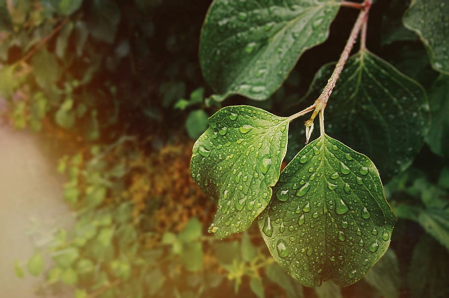 trees, forest, leaf, flower, nature, green, iphone, bokeh, street HD wallpaper
